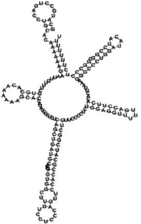 Putative secondary structure of 345524. GC content, 62%