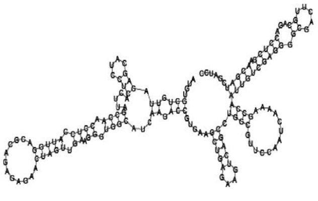 Putative secondary structure of 333768. GC content, 58%