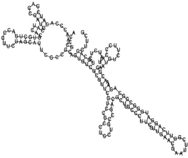 Putative secondary structure of 1412534. GC content, 56%