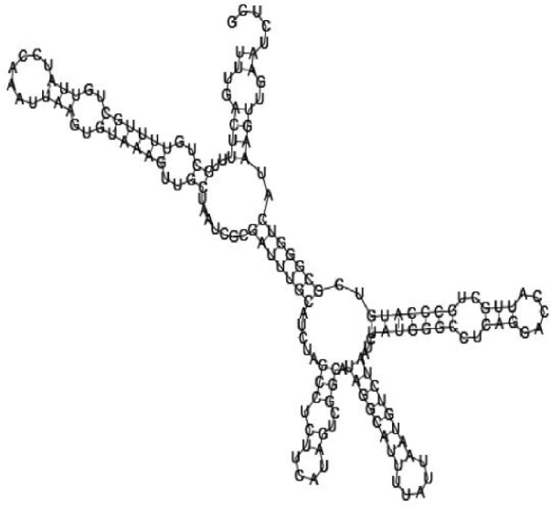 Putative secondary structure of 1101886. GC content, 62%