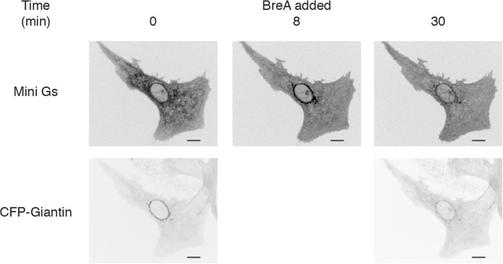 Figure 1—figure supplement 2.