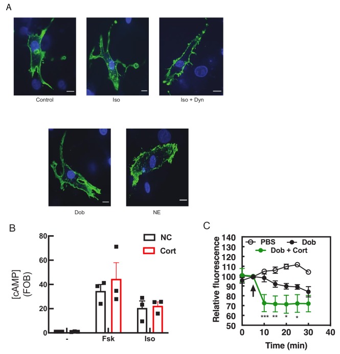 Figure 5—figure supplement 1.