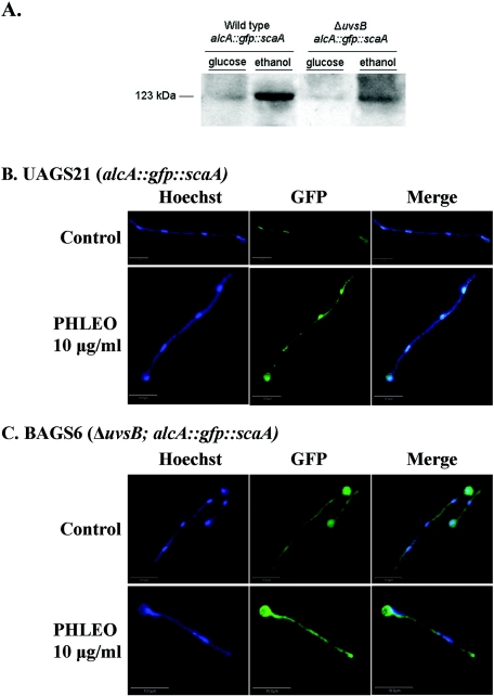 FIG. 6.