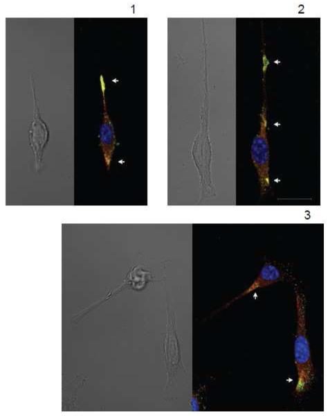 FIGURE 1