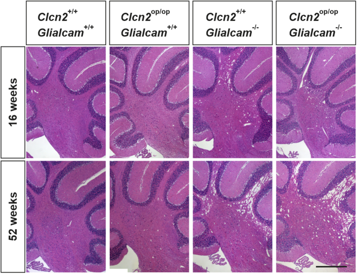 Figure 5