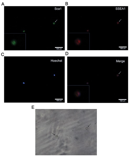 Fig.3