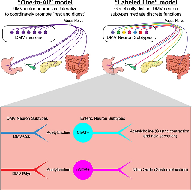 graphic file with name nihms-1704956-f0001.jpg