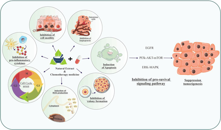 graphic file with name FPHAR_fphar-2024-1476152_wc_abs.jpg