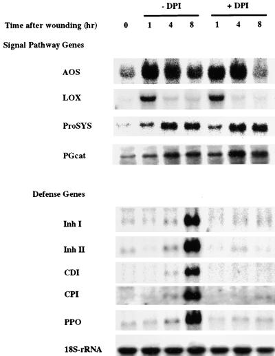 Figure 6.