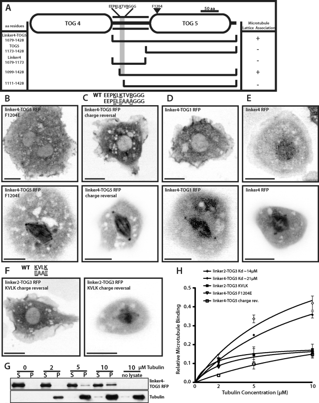 FIGURE 5: