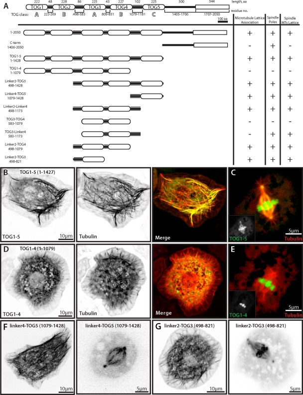 FIGURE 4: