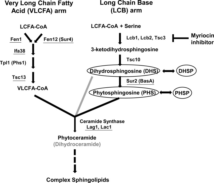 FIG 1