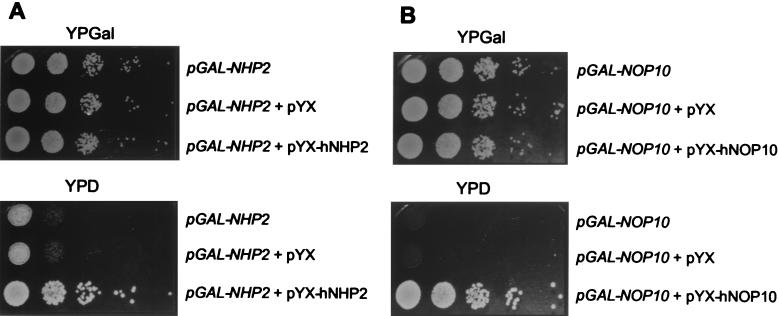 FIG. 1