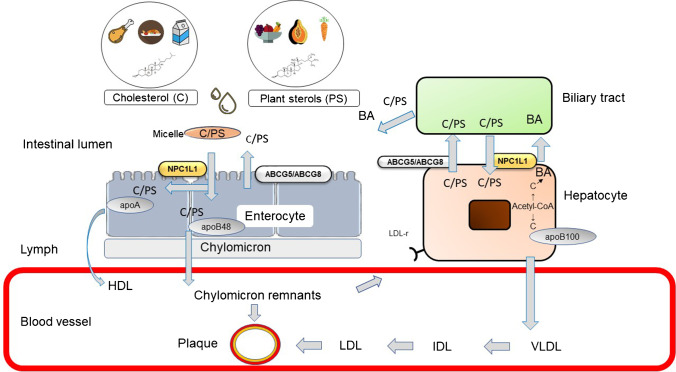 Fig. 1