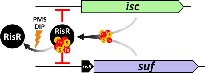 FIG 8