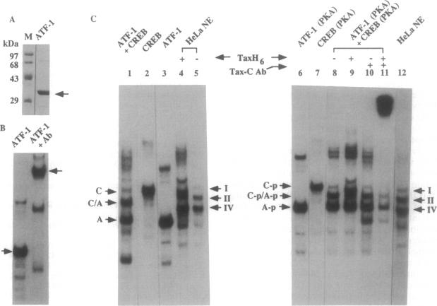 graphic file with name pnas01089-0420-a.jpg