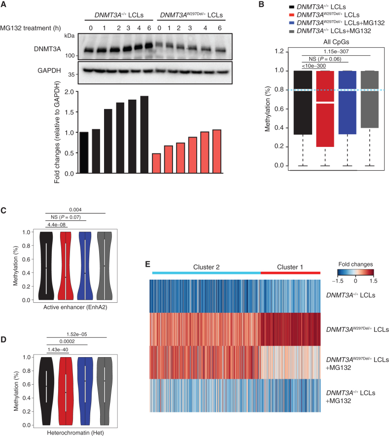 Figure 4. Proteasome inhibitors partially restore the methylome and transcriptome in patient-derived cells. A, Western blotting and fold-change quantification of DNMT3A and GAPDH protein expression in LCL cells from WT or a patient with TBRS (W297del). DNMT3A was normalized to GAPDH. B, Box plots showing DNA methylation distribution analyzed by whole-genome bisulfite sequencing in the indicated LCL cells with and without proteasome inhibition through MG132 treatment. The bars represent methylation ratios between the first and third quartiles, with the median distribution, shown by a gap in the bars, of 66.7% (DNMT3AW297Del/+) and 80% (all other samples). The whiskers represent methylation in the first and fourth quartiles. The statistical values represent the Wilcox rank-sum test. C, Violin plots of DNA methylation distribution in 12,896 active enhancer regions as defined in the Roadmap Epigenomic Project. D, Violin plot of DNA methylation ratios in 10,973 heterochromatic regions as defined in the Roadmap Epigenomic Project. E, Gene expression heat map of the indicated cells and treatments. Cluster 1 genes were hypomethylated in DNMT3AW297Del/+ compared with WT LCLs and responsive to proteasome inhibitors. Cluster 2 genes were hypomethylated in DNMT3AW297Del/+ compared with WT LCLs but inert to proteasome inhibitors. See also Supplementary Fig. S8.