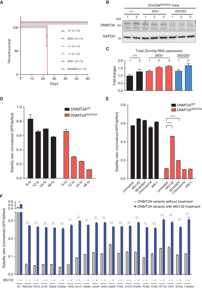 Figure 3. DNMT3A is degraded through the ubiquitin-proteasome system. A, Survival after the birth of mice with the indicated genotypes. No Dnmt3a−/−, Dnmt3aW293Del/−, or Dnmt3aW293Del/W293Del mice survived beyond postnatal day 24. B, Western blot of DNMT3A and GAPDH protein expression in whole bone marrow cells of mice. C, Gene expression analysis of Dnmt3a in whole bone marrow measured by quantitative PCR and normalized for Gapdh mRNA expression. D, The stability ratio of the WT and W297Del mutant over the indicated times, calculated as described in Fig. 2C. E, Alterations in DNMT3A protein stability after administration of proteasome inhibitor (MG132), a CRL inhibitor (MLN4924), an autophagy inhibitor (chloroquine), and an unfolded protein response inhibitor (IREi). F, Stability ratio of MFI of DNMT3A-GFP versus MFI of DsRed before and after treatment with the proteasome inhibitor (MG132) as measured by flow cytometry 48 hours after transfection. Data are presented as mean ± SEM. *, P < 0.05; **, P < 0.01; ***, P < 0.001 using the unpaired t test. See also Supplementary Fig. S7.