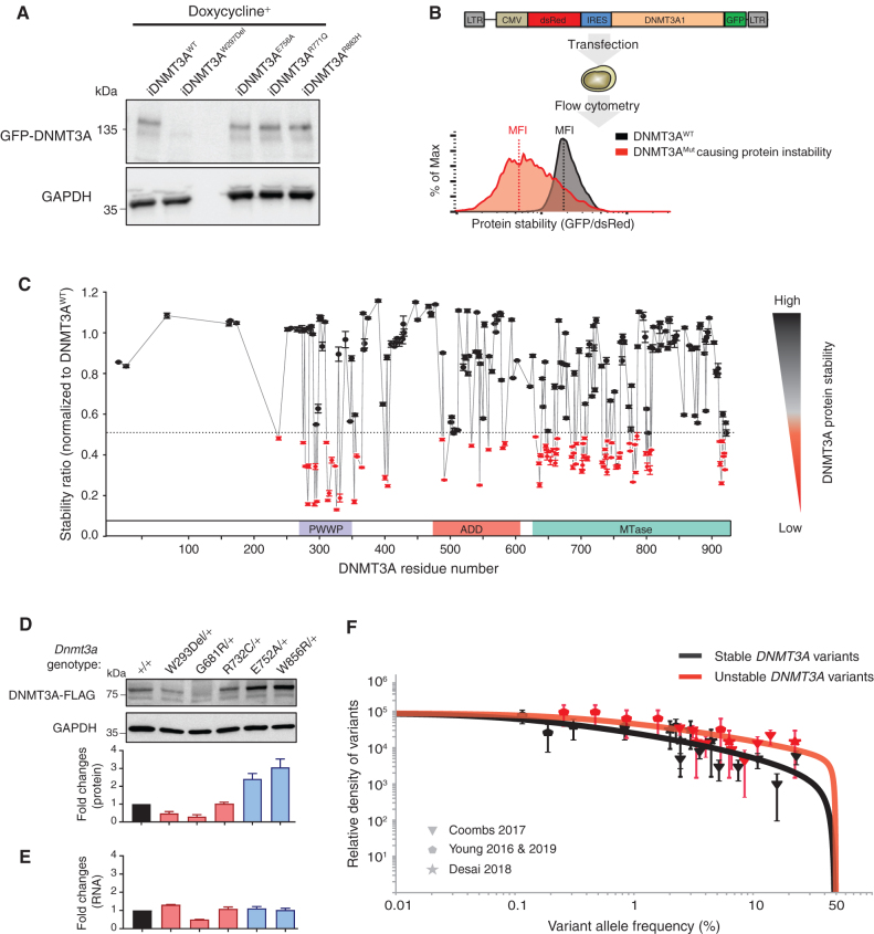 Figure 2. More than a third of missense mutations across DNMT3A decrease protein stability. A, Western blot analysis of GFP-DNMT3A fusion protein and GAPDH control expression measured in DKO embryonic stem cell after doxycycline induction. B, Schematic of protein stability assay using the DsRed-IRES-DNMT3A-GFP bicistronic vector. The vector produces a DNMT3A-GFP fusion protein, such that the level of GFP fluorescence allows inference of the amount of DNMT3A protein present. The fusion protein transcript is downstream of DsRed, following an internal ribosome entry site (IRES) so that DsRed serves as an internal control for differences in transcription efficiencies of the constructs. The construct is transfected into the HEK293T cells, and 48 hours later, green and red fluorescence is measured by flow cytometry (right panel). The ratio of the MFI of the green and red fluorescence is used to indicate the level of GFP-tagged DNMTA protein in the cells. The fluorescence ratios in cells transfected with DNMT3A-mutant constructs are normalized to that of the DNMT3A-WT–expressing constructs. C, The graph depicts protein stability of 253 DNMT3A missense mutations measured as described in B. To visualize results, we defined and colored mutations based on their levels of severity of impaired protein stability. Mutations marked in red indicate those with severely impaired protein stability (stability ratio <0.5), whereas those in black were considered comparable to DNMT3AWT (stability ratio >0.5). The mutation labeled in red is one identified above as unstable. Data are presented as mean ± SEM. D, Western blotting analysis and quantification of heterozygous mESC unstable mutants (DNMT3AW293Del, DNMT3AG681R, DNMT3AR732C) and stable mutants (DNMT3AE752A DNMT3AW856R) normalized to GAPDH. E, Quantification of RNA expression levels in mESC mutants described in D normalized to GAPDH. F, The distribution of variant allele frequencies of stable (gray data points) and unstable (red data points) variants plotted after controlling for study size, panel size, and mutation rate compared with maximum likelihood VAF distributions (red and gray lines) that assume a parameterized form for the distribution of fitness effects (29).