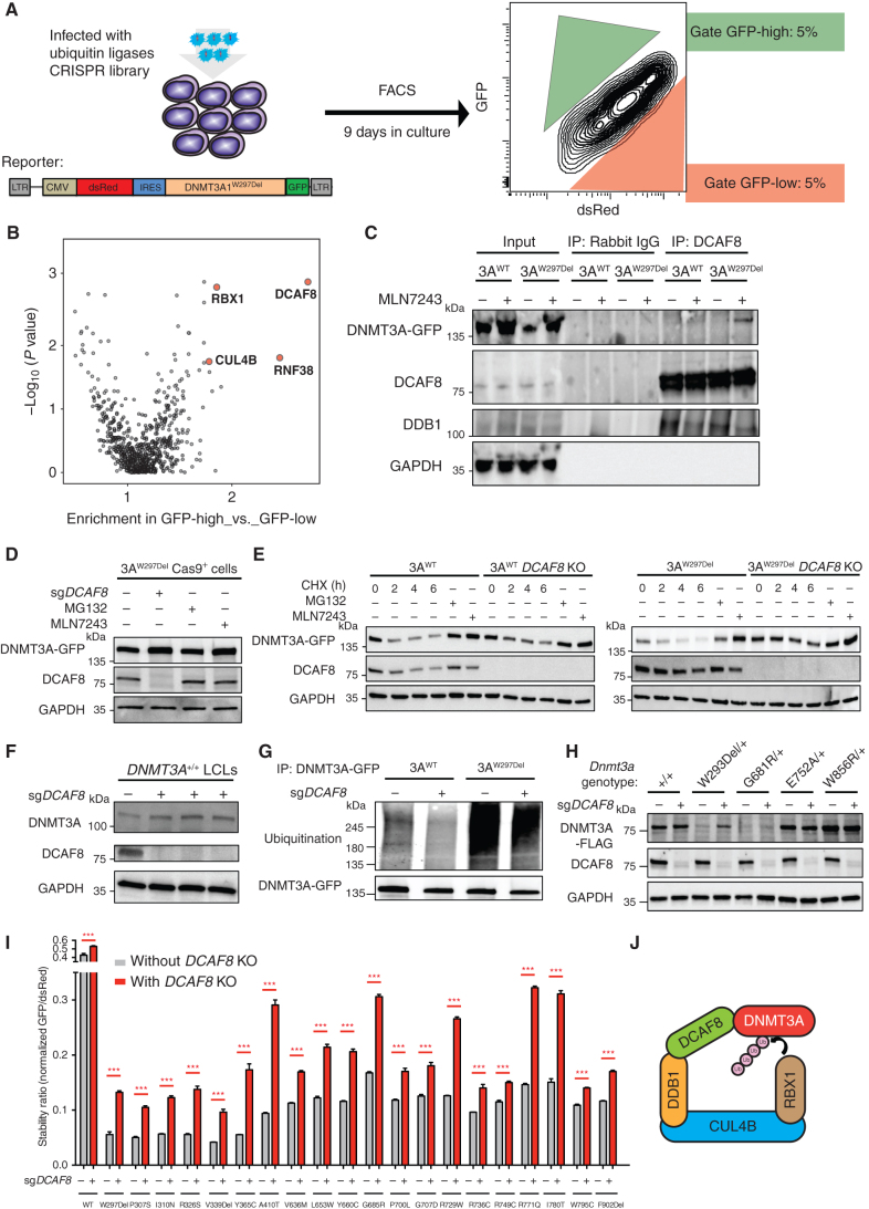 Figure 5. Targeted CRISPR screening identifies CUL4BDCAF8 ubiquitin ligase complexes essential for DNMT3A protein degradation. A, Schematic of targeted CRISPR screening to identify ubiquitin ligases essential for DNMT3A protein degradation. HEK293T cells were engineered to constitutively overexpress Cas9 and the indicated bicistronic DNMT3AW297Del reporter and then infected with sgRNA libraries targeting ubiquitin ligases. Nine days after infection, we sorted both the top and bottom 5% of cells for DNMT3A-GFP expression. B, The graph depicts the gene enrichment score and P value in targeted CRISPR screening for ubiquitin ligases. DCAF8, RBX1, and CUL4B genes (red) were enriched and statistically significant. C, The image depicts DCAF8 immunoprecipitation in DNMT3A-WT or W297del-expressing cells after incubation for 6 hours with an inhibitor of E1 ubiquitin-activating enzymes (MLN7243), followed by blotting using GFP, DCAF8, DDB1, and GAPDH antibodies. D, DNMT3AW297del-expressing HEK293T cells treated with sgRNA targeting DCAF8, proteasome inhibitor, and E1 ubiquitin–activating enzyme, followed by Western blot analysis for DNMT3A-GFP, DCAF8, and GAPDH. E, Cycloheximide (CHX) treatment with 0, 2, 4, and 6 hours of DNMT3AWT and DNMT3AW297Del HEK293T cells with or without DCAF8-KO followed by Western blot for DNMT3A-GFP, DCAF8, and GAPDH. Inhibitor treatments of proteasome and E1 ubiquitin–activating enzyme in DNMT3AWT and DNMT3AW297Del HEK293 cells serve as rescue control of experiment. F, Western blot analysis of DNMT3A, DCAF8, and GAPDH in DCAF8-KO DNMT3AWT LCLs. G, The image depicts the levels of ubiquitination in DNMT3AWT and DNMT3AW297del HEK293T cells with or without DCAF8-KO. DNMT3A-GFP was pulled down by a GFP antibody, followed by Western blot analysis using ubiquitin and GFP antibody. H, Western blotting analysis of heterozygous mESC unstable mutants (DNMT3AW293Del and DNMT3AG681R) and stable mutants (DNMT3AE752A DNMT3AW856R) with or without Dcaf8-KO. I, Stability of variants before and after DCAF8-KO measured as described in Fig. 2C. J, Schematic of the RBX1–CUL4B–DCAF8 complex serving as the ubiquitin ligase for DNMT3A protein. ***, P < 0.001 using the unpaired t test.