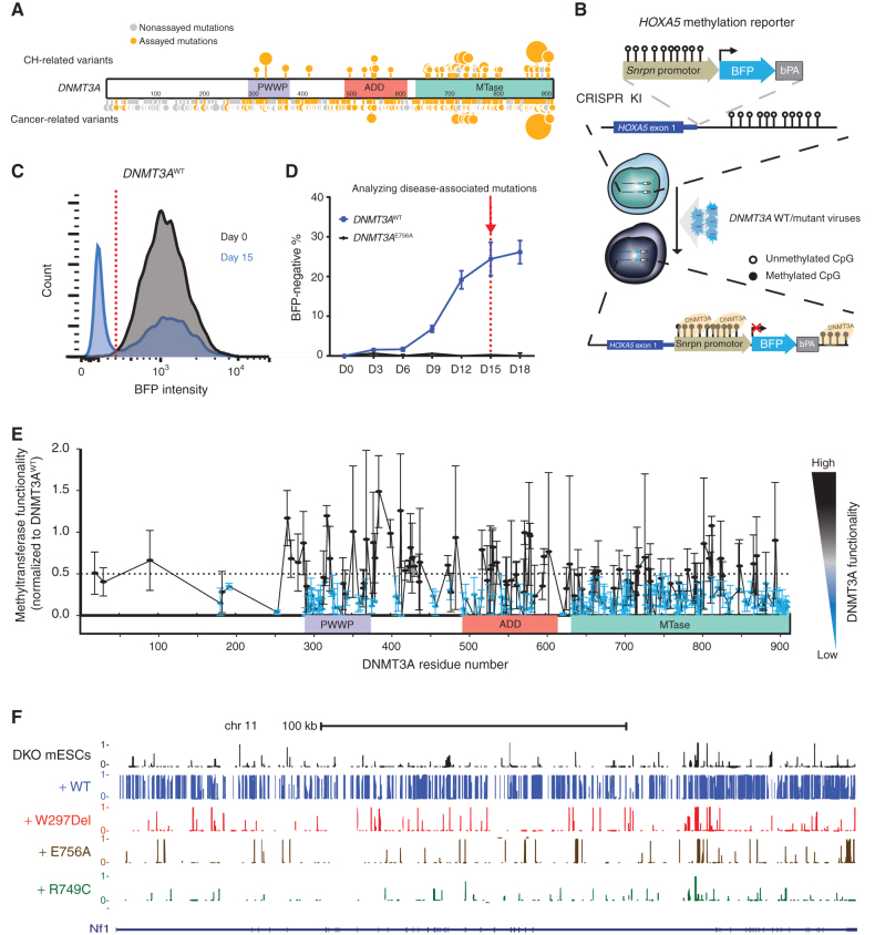 Figure 1. Methyltransferase activity analysis in 253 disease-associated DNMT3A missense mutations using the HOXA5-Snrpn-BFP methylation reporter. A, Schematic of missense mutations across DNMT3A in CH and cancer. Sites marked in orange represent tested mutations (Supplementary Table S1); the larger circles indicate recurrent mutations. Sites in gray represent mutations seen in the databases but not assayed here. B, Schematic of the methyltransferase activity assay using HOXA5-Snrpn-BFP methylation reporter. The Snrpn promoter region was linked to BFP and a bovine polyA signal and knocked in (KI) to the HOXA5 locus in reverse orientation in HEK293T cells. These cells have high BFP fluorescence, as shown in C in gray. When wild-type (WT) DNMT3A is introduced using lentiviral transduction, the methylation-sensitive HOXA5 regions promote DNA methylation, which leads to suppression of BFP expression (blue plot in C). C, Methyltransferase activity assay. The graph depicts blue fluorescence intensity in the DNMT3AWT-transduced cells as measured by flow cytometry on day 0 (gray) and day 15 (blue). D, The percentage of BFP-negative cells after transduction with DNMT3AWT or DNMT3AE756A constructs measured by flow cytometry over 18 days. E, Methyltransferase activity assay of 253 disease-associated DNMT3A missense mutations measured by flow cytometry. Lentiviral particles of each DNMT3A variant were infected in three biological replicates in HOXA5-Snrpn-BFP reporter cells. Activity was normalized to the percent BFP-negative percent cells in DNMT3AWT-transduced cells 15 days later. To visualize results, we defined and colored mutations based on their levels of methyltransferase activity. Methyltransferase activity of those mutations labeled were classified as having impaired methyltransferase activity (activity <0.5), whereas those in black were considered in the range of WT DNMT3A (activity >0.5). Data are presented as mean ± SEM. F, DNA methylation profile (WGBS) of cells transduced with the indicated DNMT3A mutants displayed on the UCSC genome browser. See also Supplementary Figs. S1–S3.