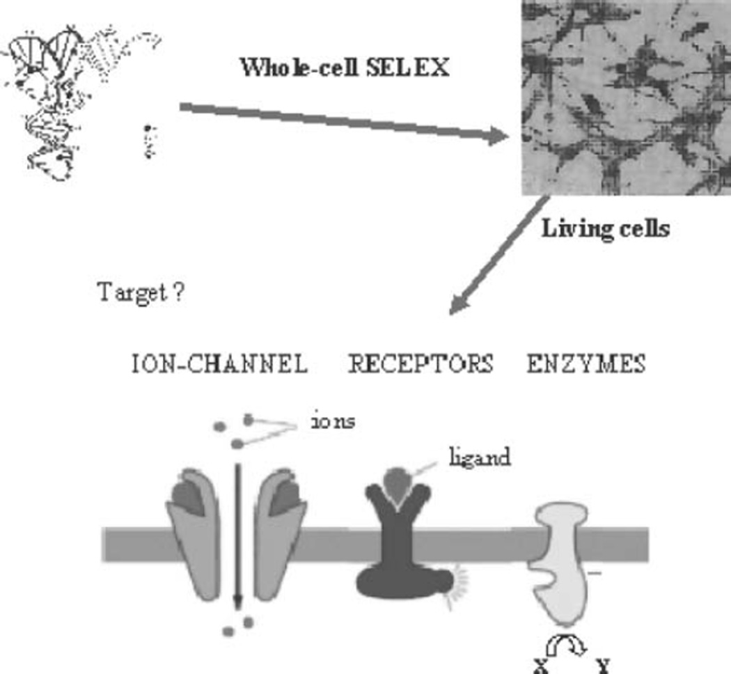 Fig. 5.1