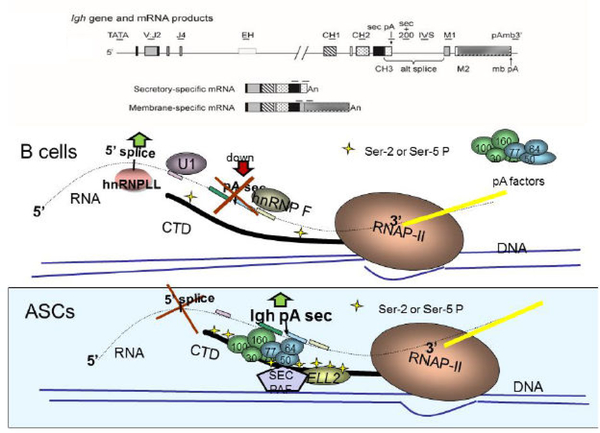 Figure 1: