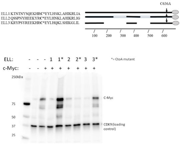 Figure 3: