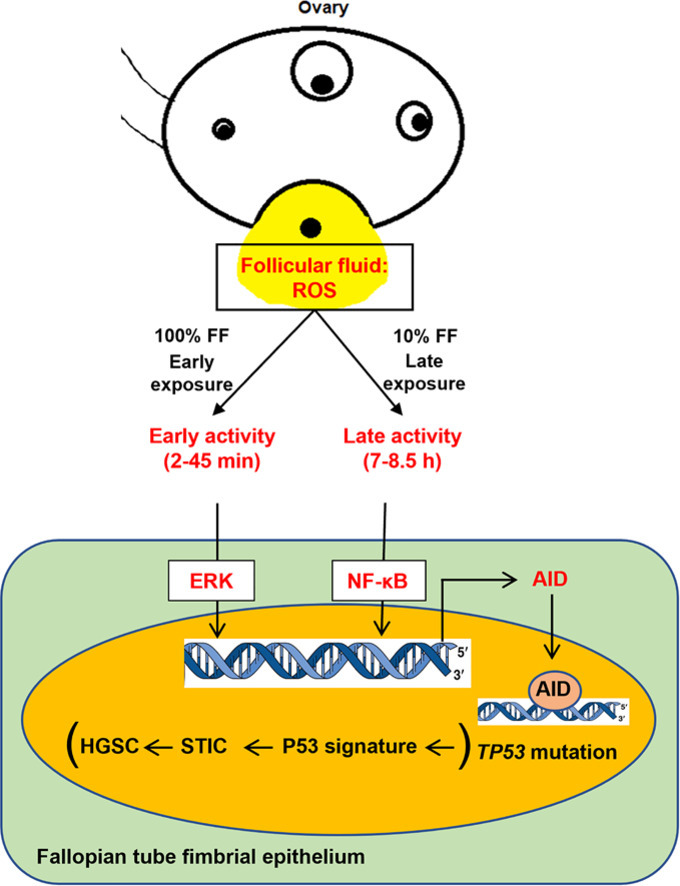 Image, graphical abstract