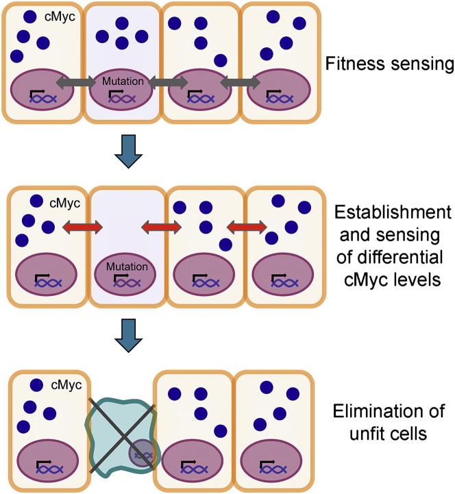 Figure 7