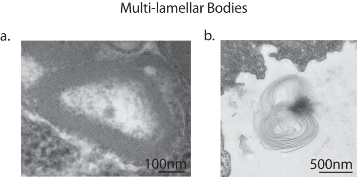 Figure 3—figure supplement 1.