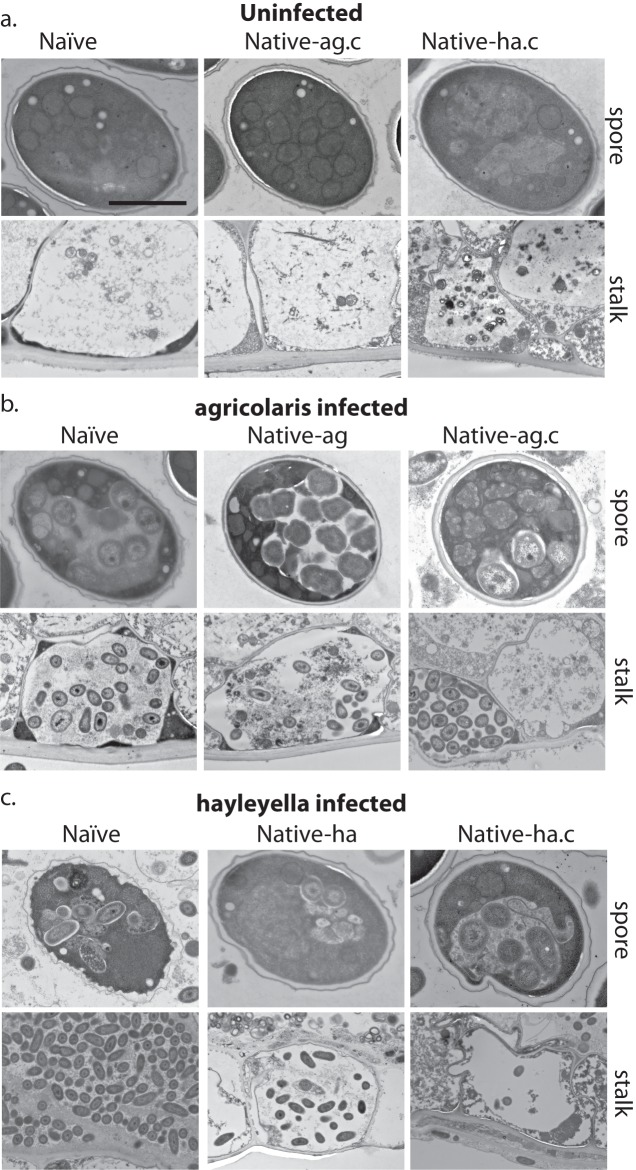 Figure 6.