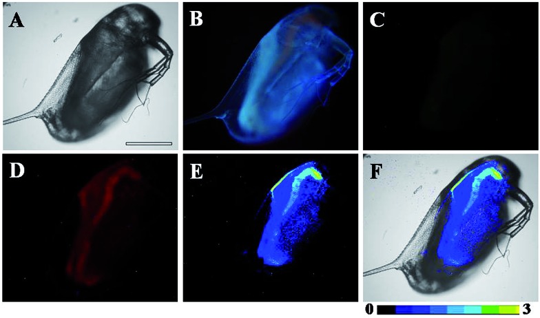 Fig. 8