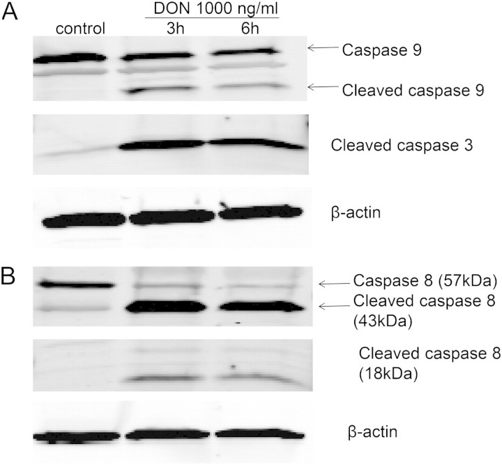 FIG. 7.