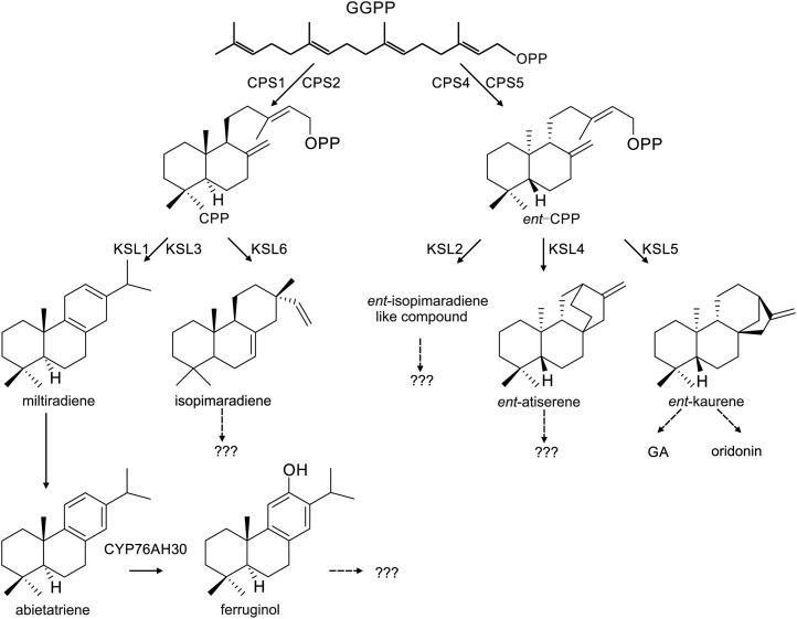 Figure 7.