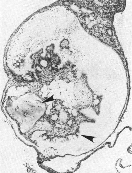 PLATE 23.