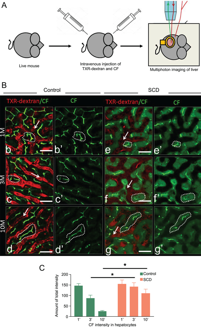 Figure 4: