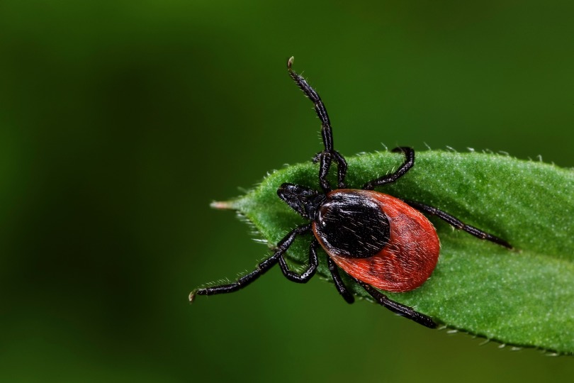 Photo of an Ixodes scapularis tick on a blade of grass.