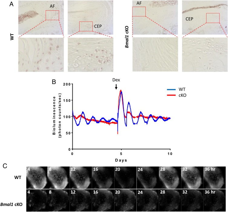 Figure 5