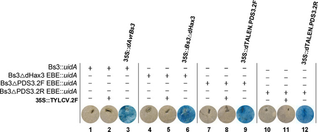 Fig. 2