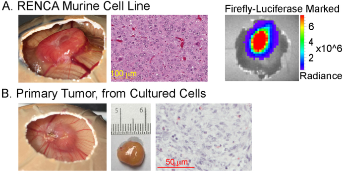 Figure 2: