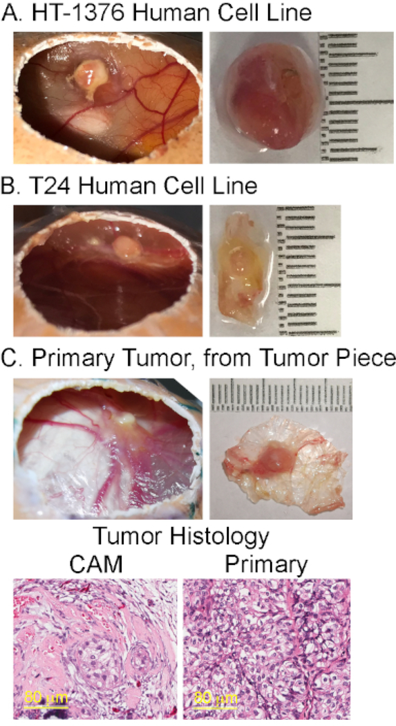 Figure 4: