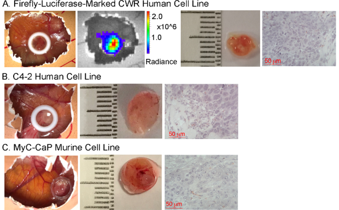 Figure 3: