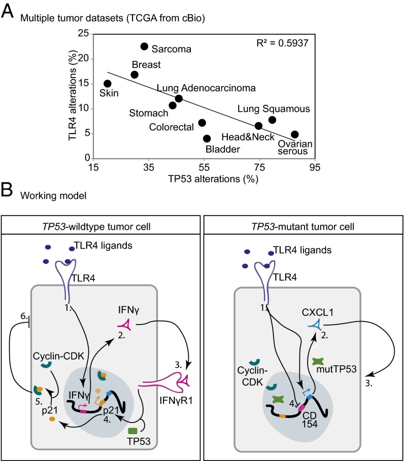 Fig. 7.