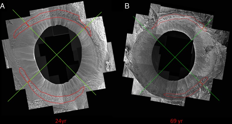 Fig. 6