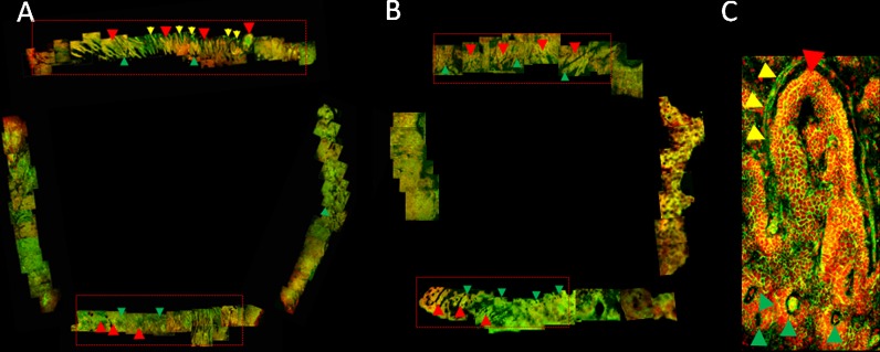 Fig. 2