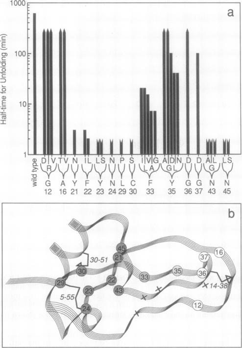 graphic file with name pnas01085-0315-a.jpg