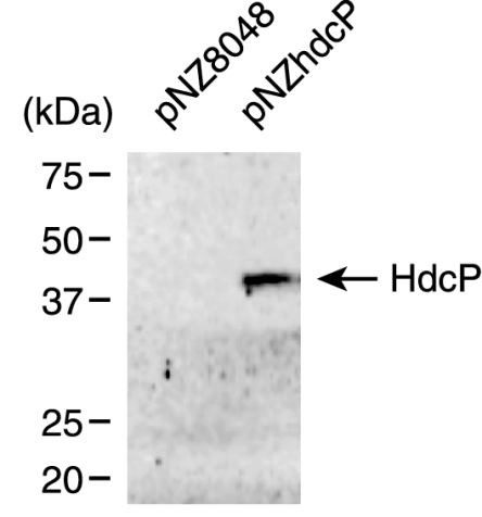 FIG. 5.