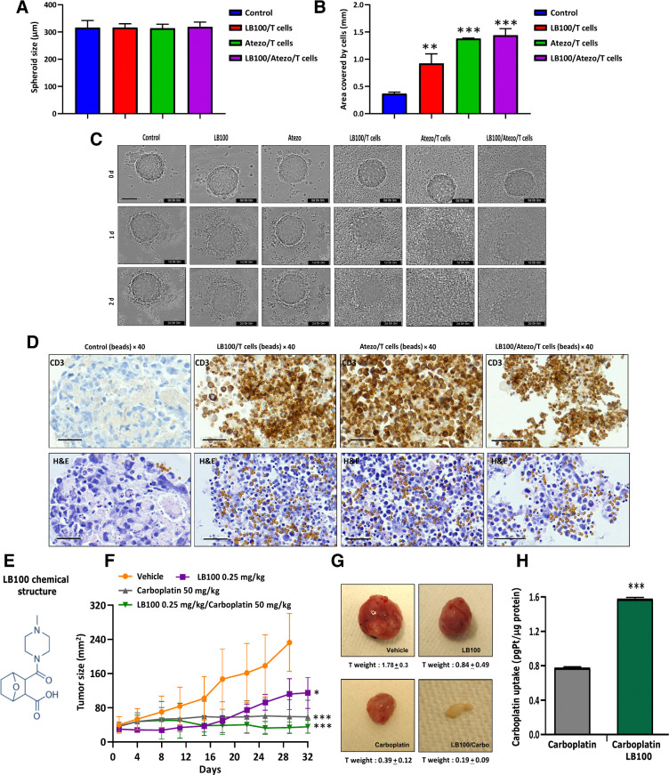 Figure 6. T-Cell infiltration in H446 spheroids in the presence of LB100 and atezolizumab. A, At timepoint 0, single spheroids in 96-well plate were treated with LB100, atezolizumab, and T cells. Column bars present mean values of spheroids at 0 hour. B, Measurement of H446 spheroidal cell distribution after 48 hours treatment with LB100 and atezolizumab in the presence of T cells. LB100/T cells (**, P < 0.01), Atezo/T cells (***, P < 0.001), and LB100/Atezo/T cells (***, P < 0.001). Results were analyzed by ANOVA with Tukey post test (n = 2; 6 technical replicates). C, Sequential images of the same H446 spheroids in control and treated groups. Scale bar, 400 μm. D, H&E and IHC staining with CD3 antibody of H446 spheroids after 48 hours of treatments. Scale bar, 50 μm. Before treatment, 5 × 103 cells were seeded in round bottom 96-well plate and grown for 3 days. LB100 activity alone and with carboplatin against H69 cells subcutaneous mouse xenograft. E, Chemical structure of LB100 (https://www.selleckchem.com/products/lb-100.html). F, Tumor size was measured. Inhibition of tumor growth after LB100 (*, P < 0.05), carboplatin (***, P < 0.001), and their combination (***, P < 0.001) were delivered via intraperitoneal injections. P values show significant differences compared with vehicle group. G, Tumor images from vehicle- and drug-treated groups. H, Columns show total Pt concentration in mouse tumors with carboplatin and LB100/carboplatin treatments (n = 3 as technical replicates). Pt mass was normalized to tumor total mass. Statistical analysis was performed using an ANOVA with Tukey post test (*, P < 0.05), carboplatin (**, P < 0.01).