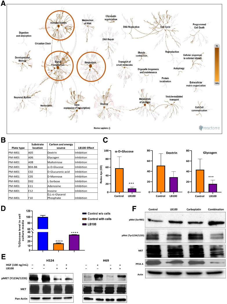 Figure 4. Reactome pathway analysis of PamGene PTKs and STKs after LB100 treatment of H524 cells and Biolog phenotype MicroArray. A, Significant changes were observed for signal transduction and metabolic pathways. B, MicroArray analysis showed that overnight treatment with 20 μmol/L LB100 inhibited utilization of carbon substrate sources. Table includes 10 carbon sources affected by LB100 (n = 3). C, LB100 significantly inhibited two carbon substrates utilization by H69 cells. ***, P < 0.001 for control (untreated cells) versus LB100. Results were analyzed by ANOVA with Tukey post test. D, Amplex Red Glucose/Oxidase assay kit was used to measure glucose level in cell culture media. Glucose level was significantly higher in cell culture medium from cells treated with LB100 (20 μmol/L). Glucose concentration detected in initial medium and counted as 100%. Subtracting final medium level of glucose from initial glucose medium concentration yielded % glucose in the medium with cells. Level of glucose dropped in control with cells and in LB100-treated groups (****, P < 0.0001). Results were analyzed by ANOVA with Tukey post test (n = 3 biological replicates). Effect of LB100 on MET phosphorylation. E, H524 and H69 cells were treated overnight with LB100 (H524, 5 μmol/L and H69, 20 μmol/L) following by stimulation with 100 ng/mL HGF in 10 minutes. Cells were collected and lysed for WB analysis with pMET and total MET antibody. Pan-actin was used as loading control (n = 3 biological replicates). F, H524 cell lysates (control, LB100, carboplatin, and combination (LB100/carboplatin) were analyzed by Western blots to check phosphorylation status of MET at Ser985 and Tyr1234/1235. Actin was used as a loading control (n = 3 biological replicates).